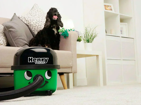 Henry Petcare in a living room, with a dog sitting on a sofa