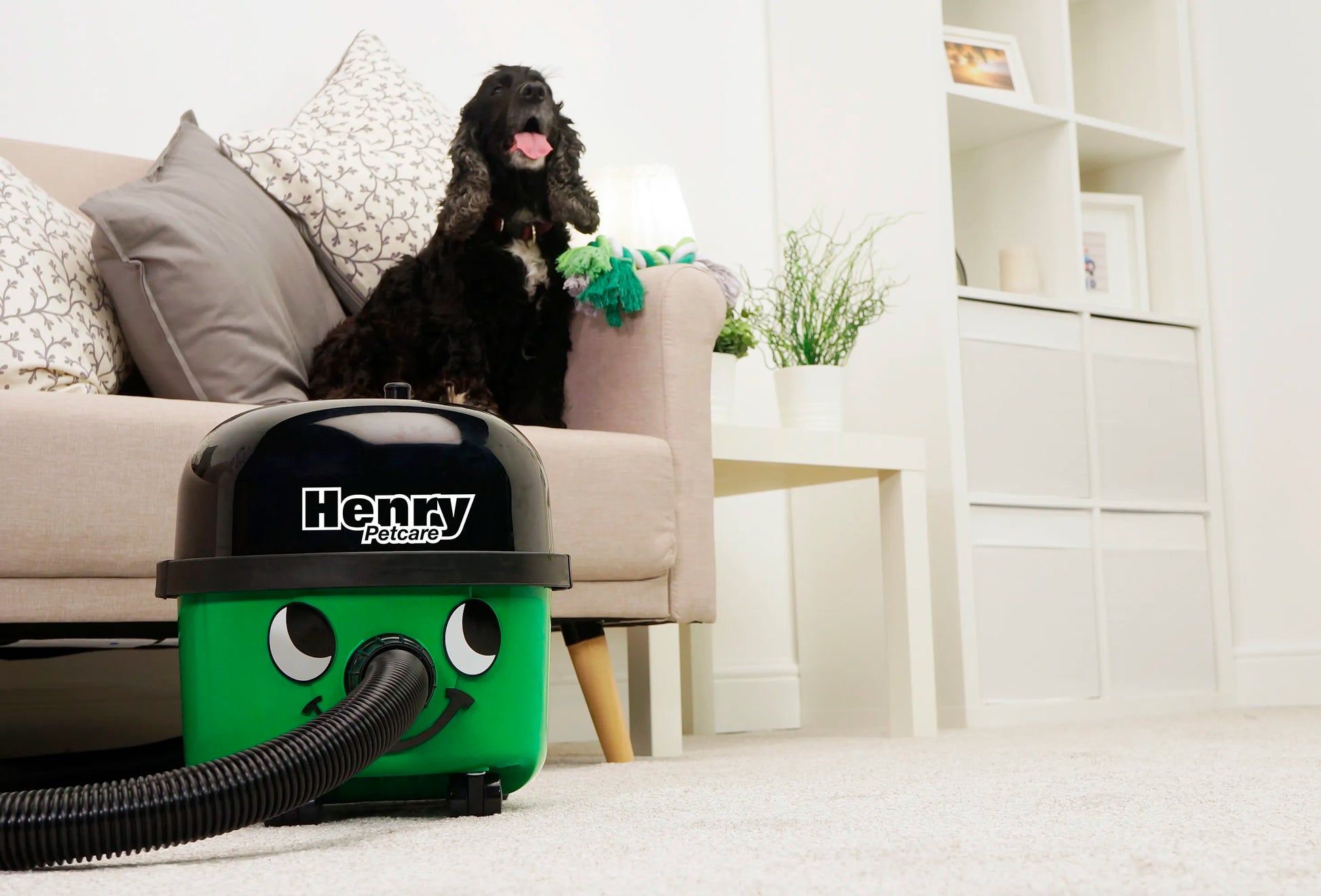 Comfy Pets, Clean Home - Henry For Home