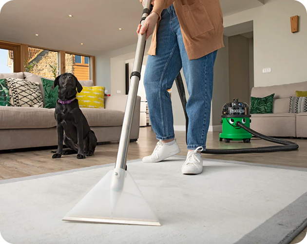 Henry Vacuum Floor to Dog Bed Cleaning - Henry For Home